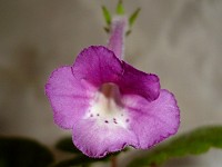 Sinningia 'Country Garden' Sinningia 'Country Garden'